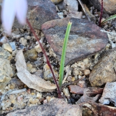 Caladenia fuscata at Bombay, NSW - 7 Sep 2024