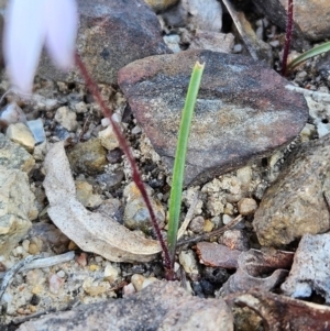 Caladenia fuscata at Bombay, NSW - suppressed