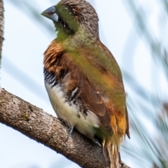 Lonchura castaneothorax (Chestnut-breasted Mannikin) at Mon Repos, QLD - 28 Jun 2024 by Petesteamer