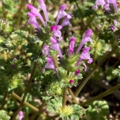 Lamium amplexicaule (Henbit, Dead Nettle) at Campbell, ACT - 7 Sep 2024 by SilkeSma