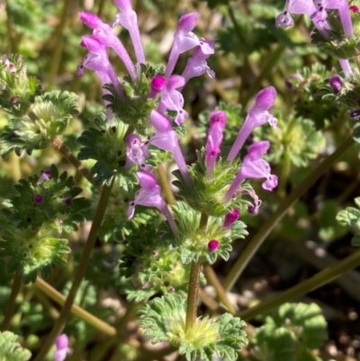 Lamium amplexicaule (Henbit, Dead Nettle) at Campbell, ACT - 7 Sep 2024 by SilkeSma