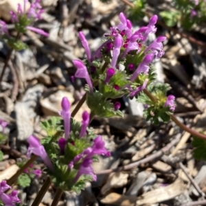 Lamium amplexicaule at Campbell, ACT - 7 Sep 2024 02:25 PM