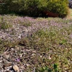 Lamium amplexicaule at Campbell, ACT - 7 Sep 2024 02:25 PM