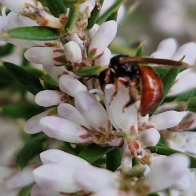 Unidentified Wasp (Hymenoptera, Apocrita) at Paling Yards, NSW - 7 Sep 2024 by trevorpreston