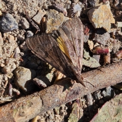 Uresiphita ornithopteralis (Tree Lucerne Moth) at Bombay, NSW - 7 Sep 2024 by MatthewFrawley