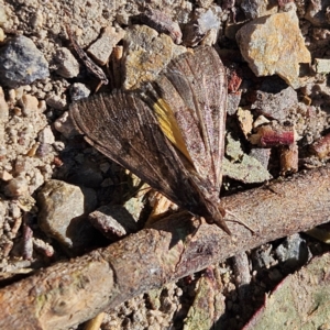 Uresiphita ornithopteralis at Bombay, NSW - 7 Sep 2024 01:56 PM