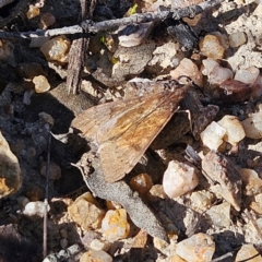 Uresiphita ornithopteralis at Bombay, NSW - 7 Sep 2024 01:56 PM