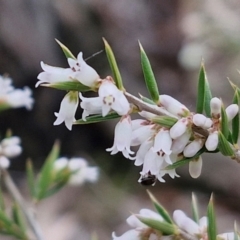 Lissanthe strigosa subsp. subulata (Peach Heath) at Paling Yards, NSW - 7 Sep 2024 by trevorpreston