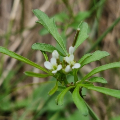 Cardamine hirsuta (Common Bittercress, Hairy Woodcress) at Paling Yards, NSW - 7 Sep 2024 by trevorpreston