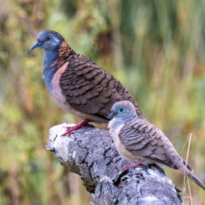 Geopelia humeralis (Bar-shouldered Dove) at Mon Repos, QLD - 28 Jun 2024 by Petesteamer