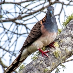 Geopelia humeralis at Mon Repos, QLD - 28 Jun 2024 11:51 AM