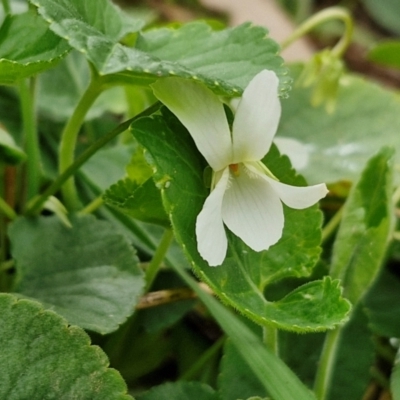 Viola odorata (Sweet Violet, Common Violet) at Myrtleville, NSW - 7 Sep 2024 by trevorpreston