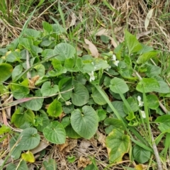 Viola odorata at Myrtleville, NSW - 7 Sep 2024