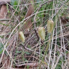 Briza maxima (Quaking Grass, Blowfly Grass) at Myrtleville, NSW - 7 Sep 2024 by trevorpreston