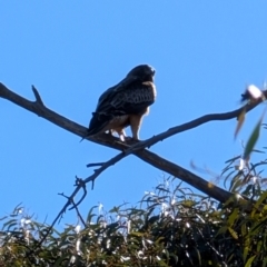 Hieraaetus morphnoides (Little Eagle) by mroseby