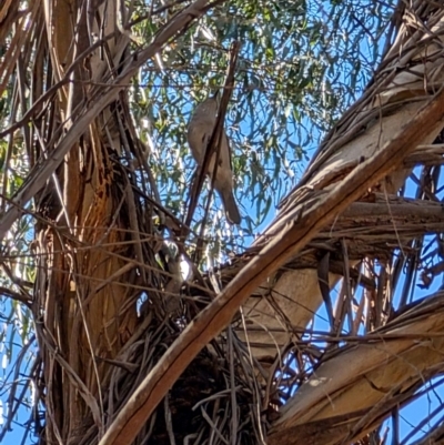 Colluricincla harmonica (Grey Shrikethrush) at Lyneham, ACT - 7 Sep 2024 by mroseby