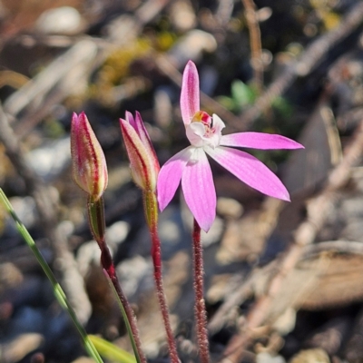 Caladenia fuscata (Dusky Fingers) at Bombay, NSW - 7 Sep 2024 by MatthewFrawley