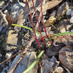 Caladenia fuscata at Bombay, NSW - suppressed