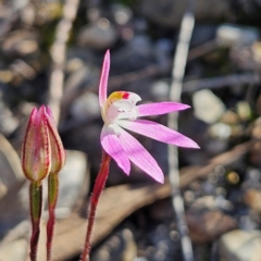 Caladenia fuscata at Bombay, NSW - suppressed