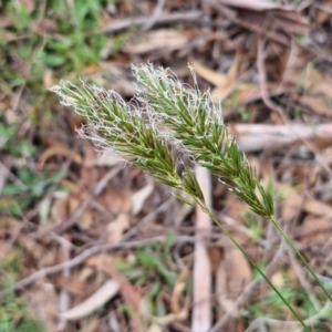 Anthoxanthum odoratum at Myrtleville, NSW - 7 Sep 2024