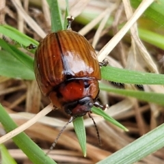 Paropsisterna rufobrunnea at Myrtleville, NSW - 7 Sep 2024 by trevorpreston