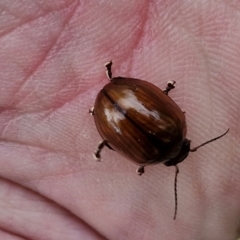 Paropsisterna rufobrunnea at Myrtleville, NSW - 7 Sep 2024 11:02 AM