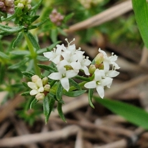 Asperula conferta at Myrtleville, NSW - 7 Sep 2024