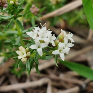 Asperula conferta at Myrtleville, NSW - 7 Sep 2024