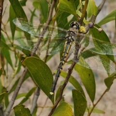 Hemicordulia tau (Tau Emerald) at Myrtleville, NSW - 7 Sep 2024 by trevorpreston