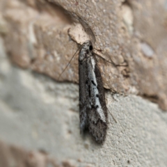 Philobota stella (A concealer moth) at Harrison, ACT - 6 Sep 2024 by DPRees125