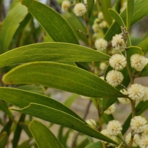 Acacia melanoxylon at Myrtleville, NSW - 7 Sep 2024