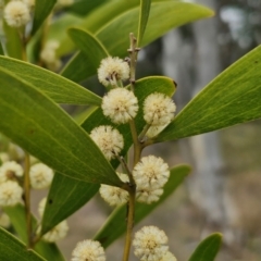 Acacia melanoxylon at Myrtleville, NSW - 7 Sep 2024