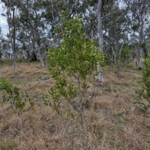 Acacia melanoxylon at Myrtleville, NSW - 7 Sep 2024 10:56 AM