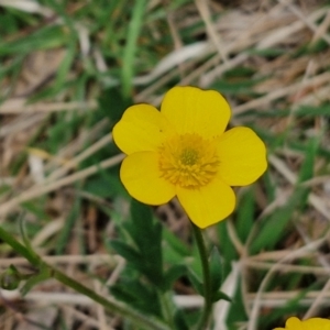 Ranunculus lappaceus at Myrtleville, NSW - 7 Sep 2024 10:56 AM