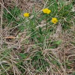 Ranunculus lappaceus at Myrtleville, NSW - 7 Sep 2024 10:56 AM