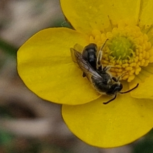 Lasioglossum (Chilalictus) lanarium at Myrtleville, NSW - 7 Sep 2024