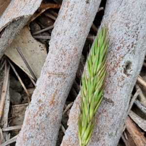 Anthoxanthum odoratum at Myrtleville, NSW - 7 Sep 2024 10:55 AM