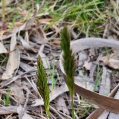 Anthoxanthum odoratum at Myrtleville, NSW - 7 Sep 2024 10:55 AM