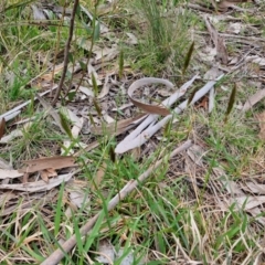 Anthoxanthum odoratum at Myrtleville, NSW - 7 Sep 2024 10:55 AM