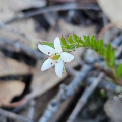 Rhytidosporum procumbens (White Marianth) at Bombay, NSW - 7 Sep 2024 by MatthewFrawley