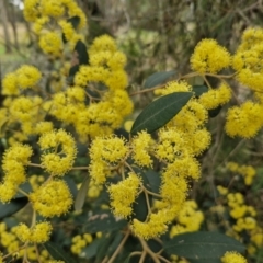 Pomaderris intermedia (Golden Pomaderris) at Gundary, NSW - 7 Sep 2024 by trevorpreston