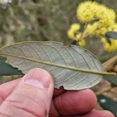 Pomaderris intermedia at Gundary, NSW - 7 Sep 2024 10:02 AM