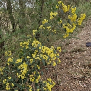 Pomaderris intermedia at Gundary, NSW - 7 Sep 2024 10:02 AM