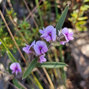 Hovea heterophylla at Bombay, NSW - 7 Sep 2024 02:09 PM