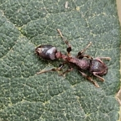 Podomyrma sp. (genus) (Muscleman Tree Ant) at Gundary, NSW - 7 Sep 2024 by trevorpreston