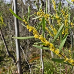 Acacia stricta (Straight Wattle) at Bungonia, NSW - 6 Sep 2024 by trevorpreston