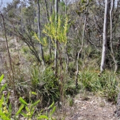 Acacia stricta at Bungonia, NSW - 7 Sep 2024