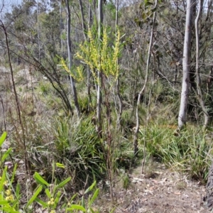 Acacia stricta at Bungonia, NSW - 7 Sep 2024