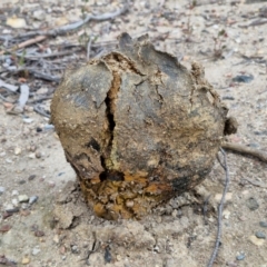 Pisolithus marmoratus at Bungonia, NSW - 7 Sep 2024