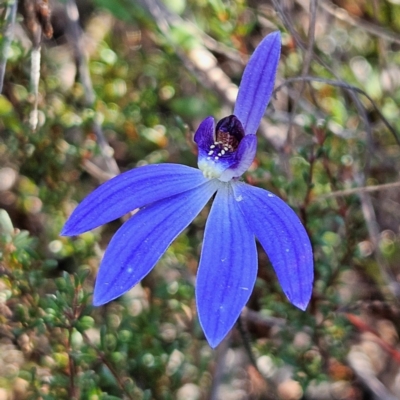 Cyanicula caerulea (Blue Fingers, Blue Fairies) at Bombay, NSW - 7 Sep 2024 by MatthewFrawley